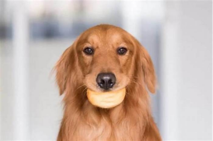 Do Golden Retrievers get fat easily?