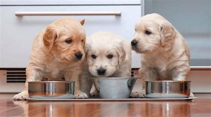 Do Golden Retrievers have a big appetite?