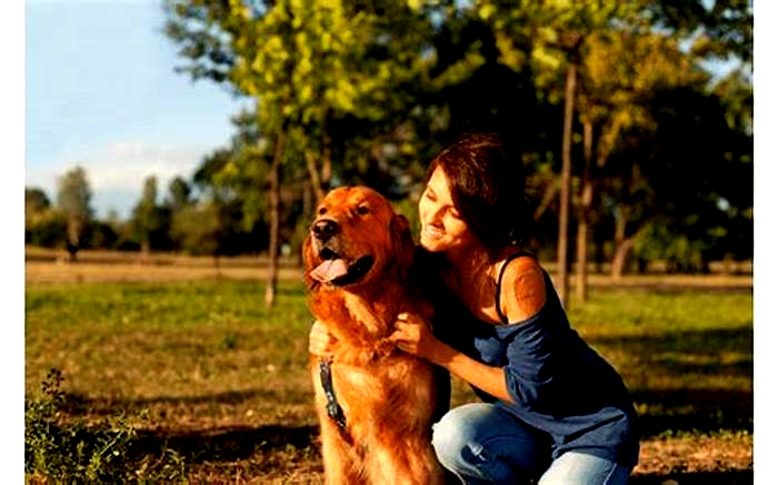 Do Goldens get attached to one person?