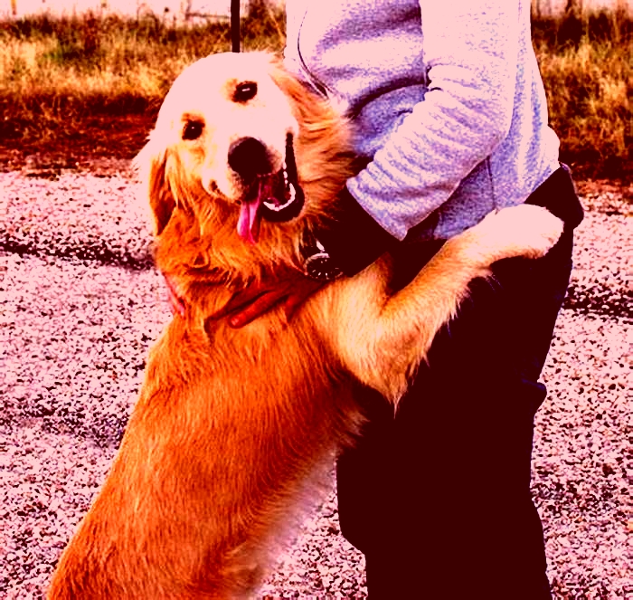 Do Goldens like to hug