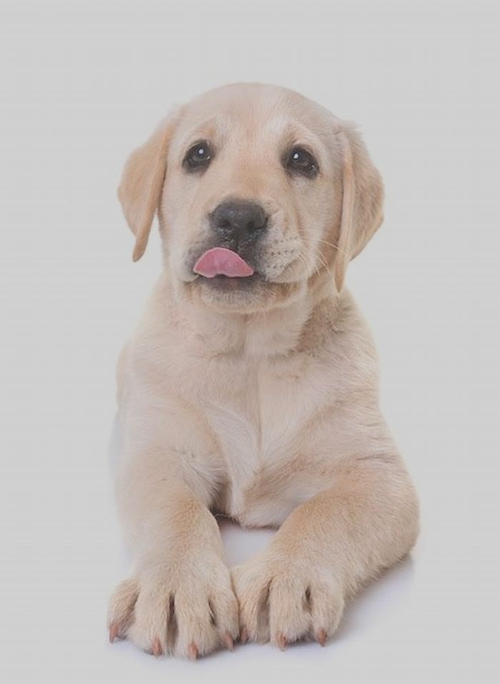 Do Labradors feel hungry?