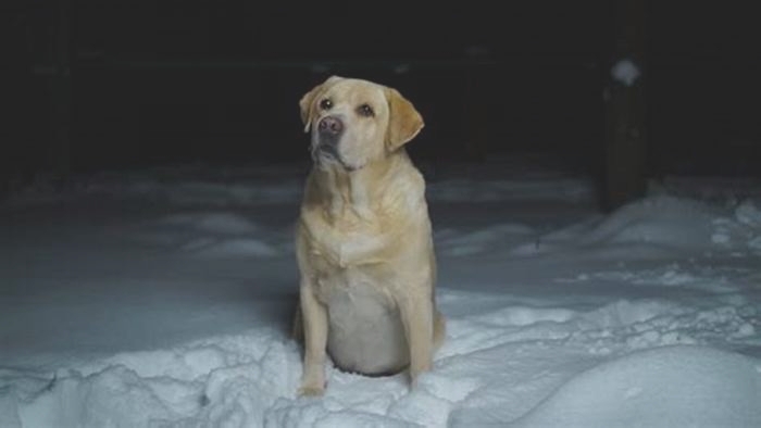 Do Labradors get cold at night?