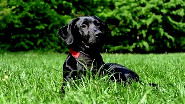 Do Labradors like long walks?