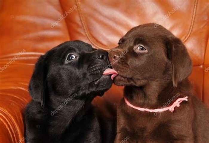 Do Labradors like to be kissed?