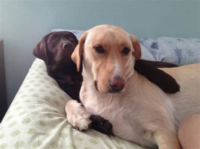 Do Labradors like to cuddle?