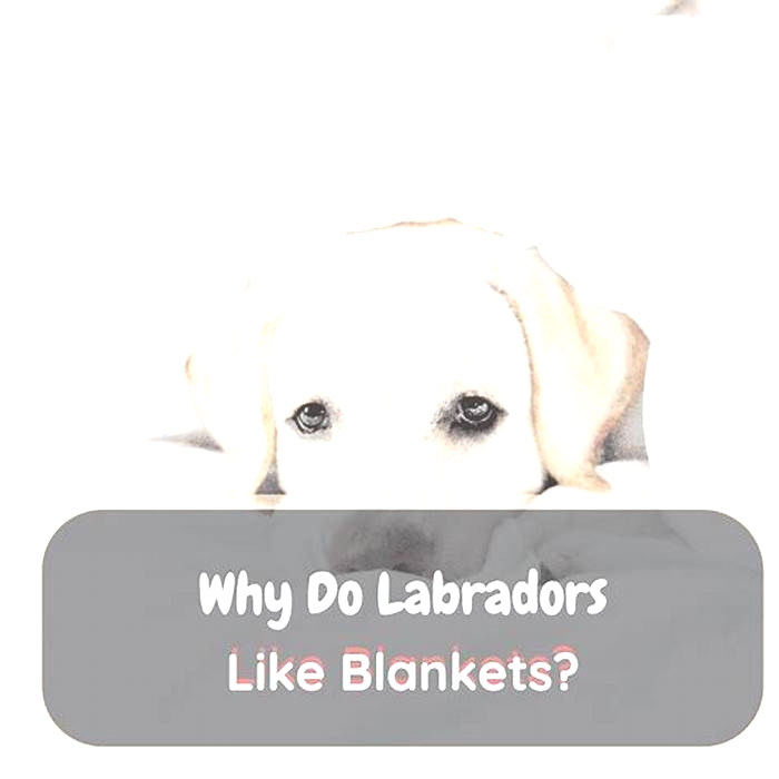 Do Labradors need blankets at night?