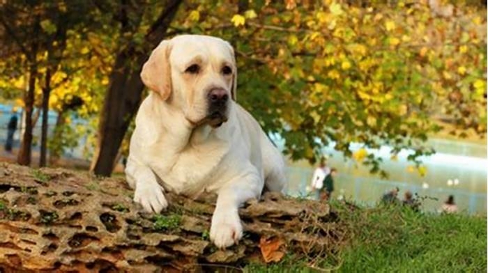 Do Labradors not know when to stop eating?