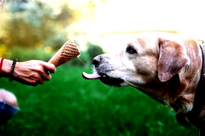 Do Labradors overeat?