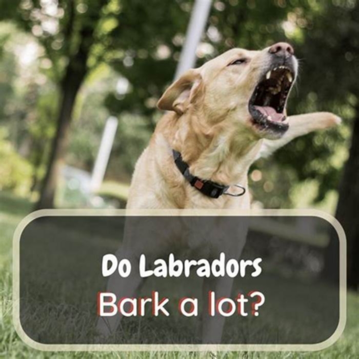 Do Labs bark a lot?