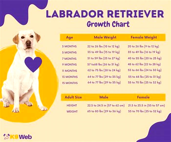 Do Labs gain weight as they age