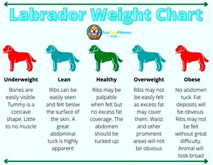 Do Labs lose weight as they age?