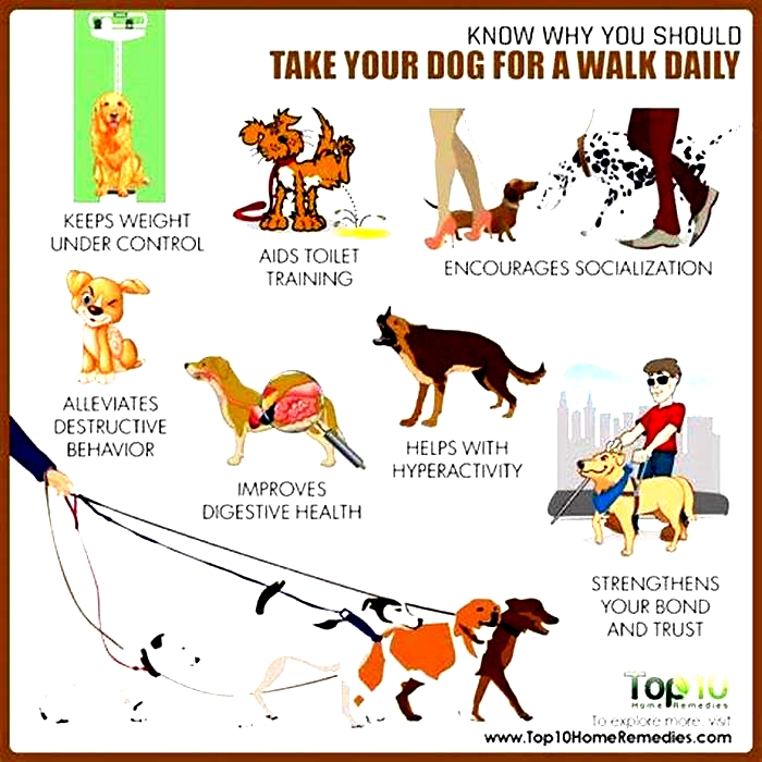 Do dogs need days off from walking