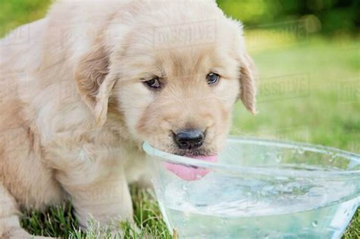 Do golden retrievers drink a lot of water?