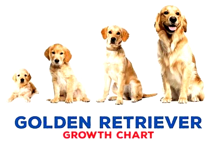 Do golden retrievers lose weight as they age