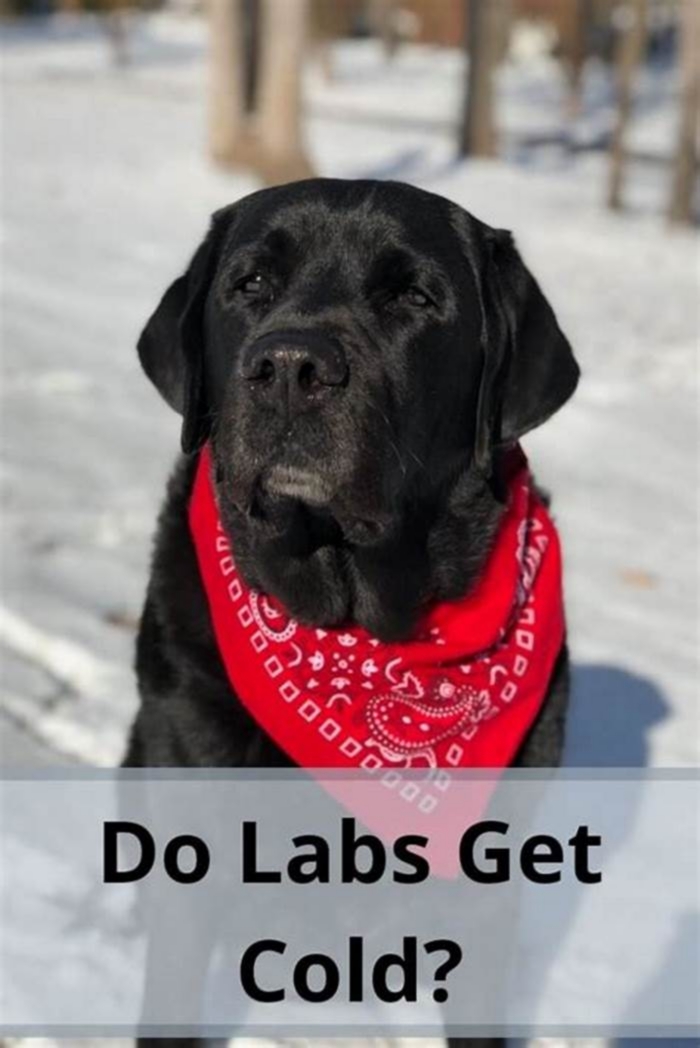 Do labs get sick easily?