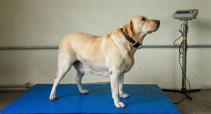 Do male or female labs live longer?