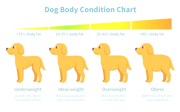 Do overweight dogs age faster