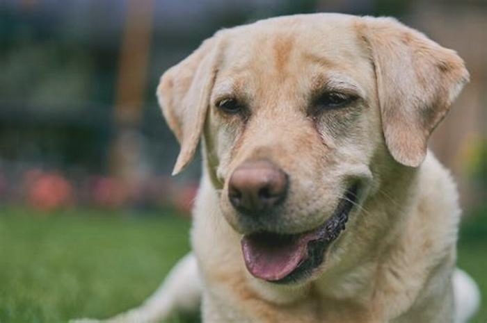 Do smaller labs live longer?