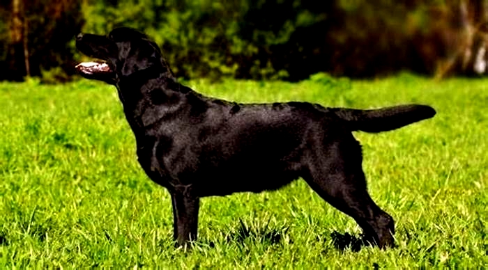 How big are Labradors in kg