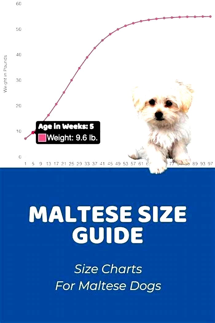 How big do Maltese get?