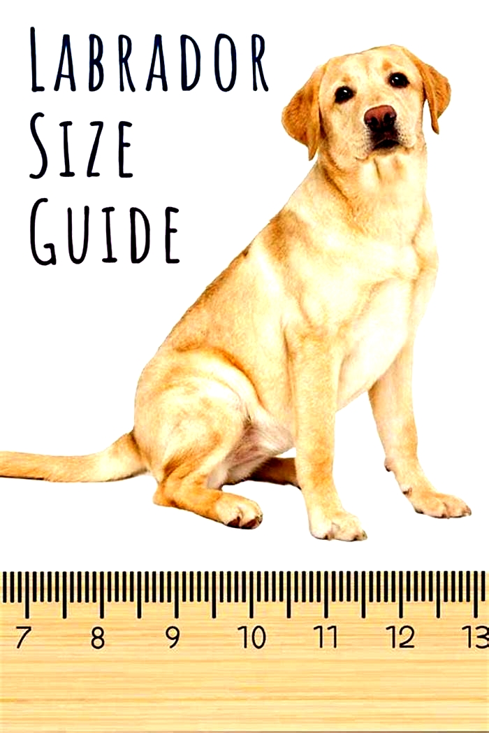 How big is a full size Labrador