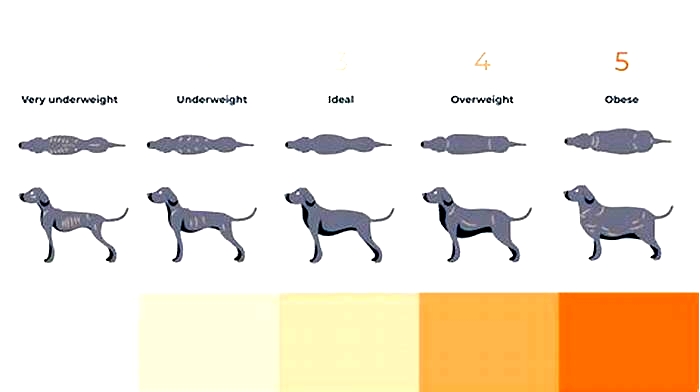 How can I control my Labrador weight?