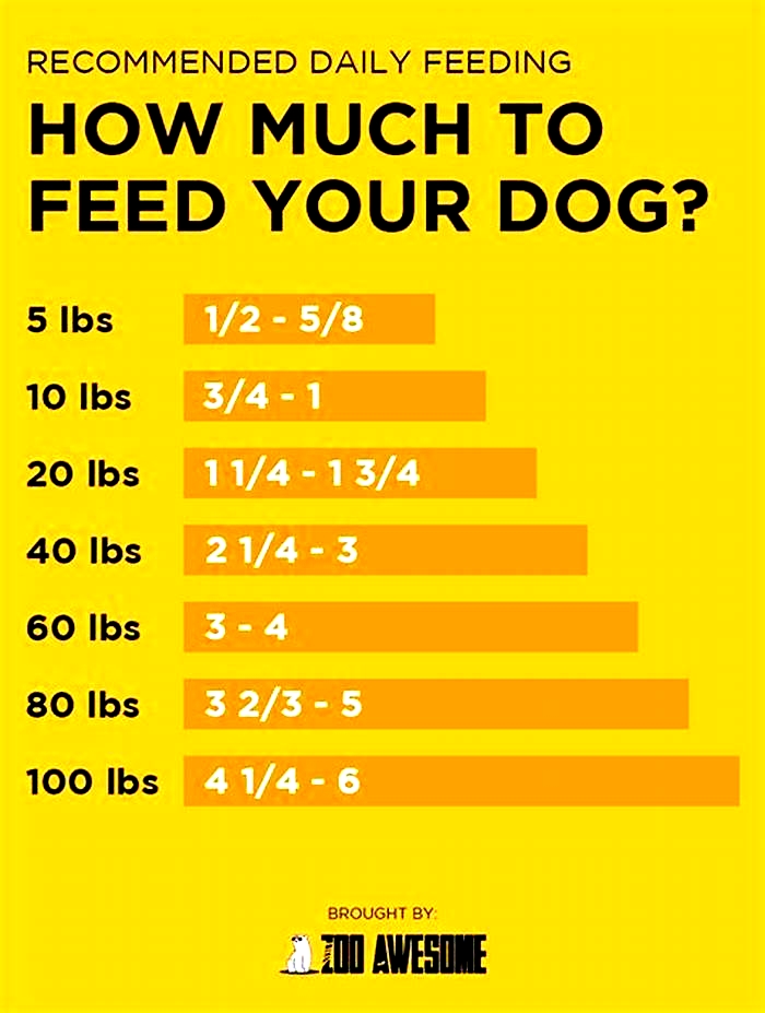 How can I fatten up my Labrador?