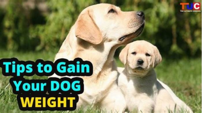 How can I help my dog gain weight?