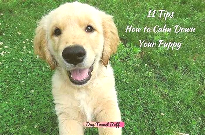 How can I slim down my golden retriever