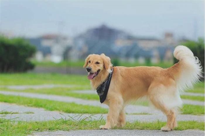 How can you tell if a Golden Retriever is purebred?