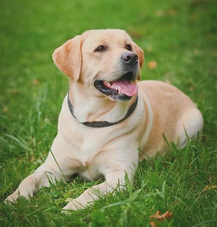 How can you tell if a Labrador is good quality?