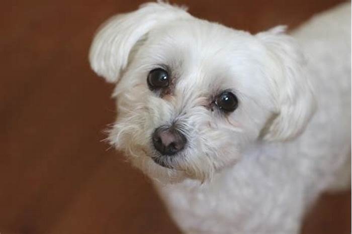 How can you tell if a Maltese is purebred?