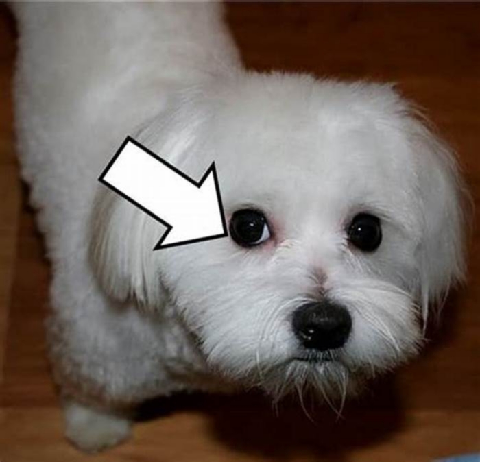 How do I keep my Maltese nose black