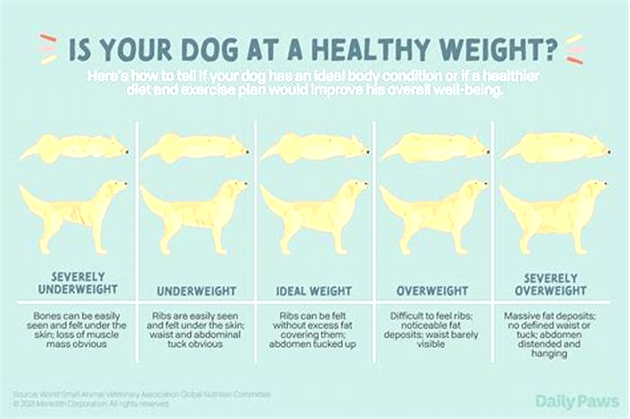 How do I know if my Lab is too skinny