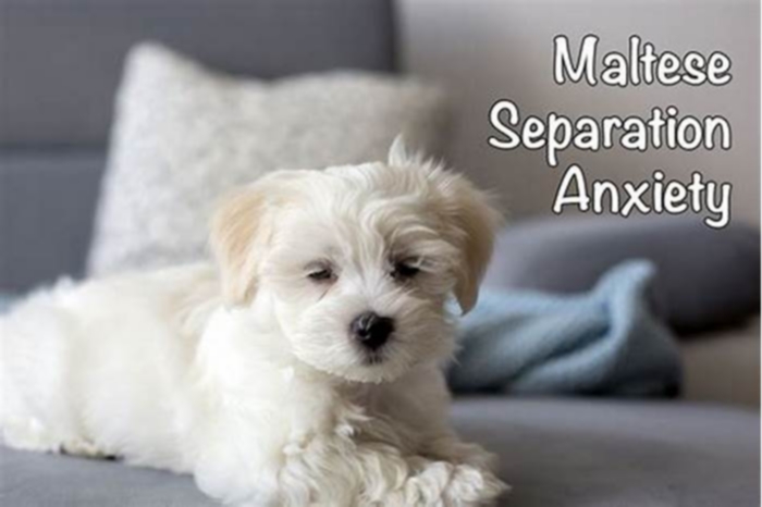 How do I know if my Maltese has anxiety?