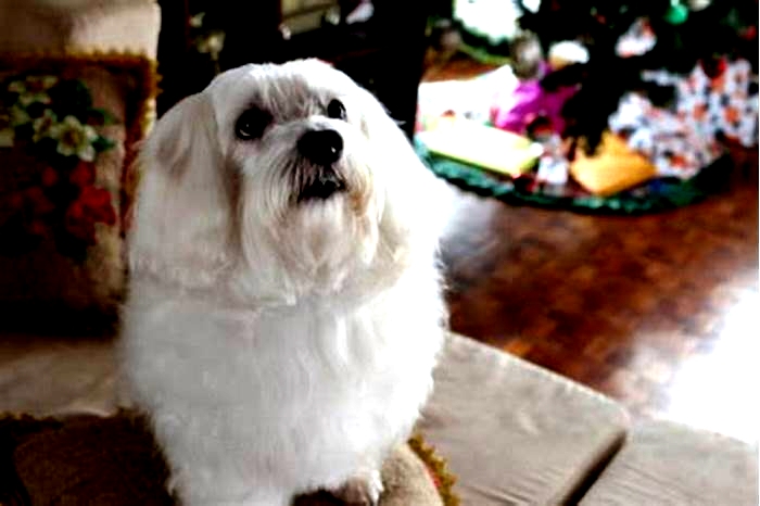 How do I know if my Maltese is overweight?