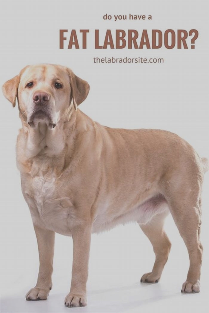 How do I tell if my Labrador is overweight