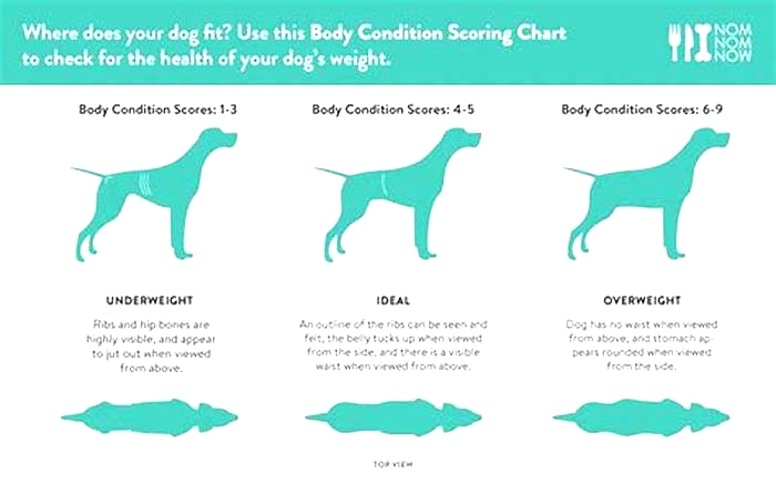 How do I tell if my dog is overweight?