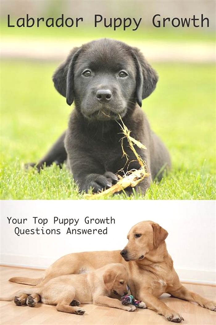 How do you grow a Labrador dog?