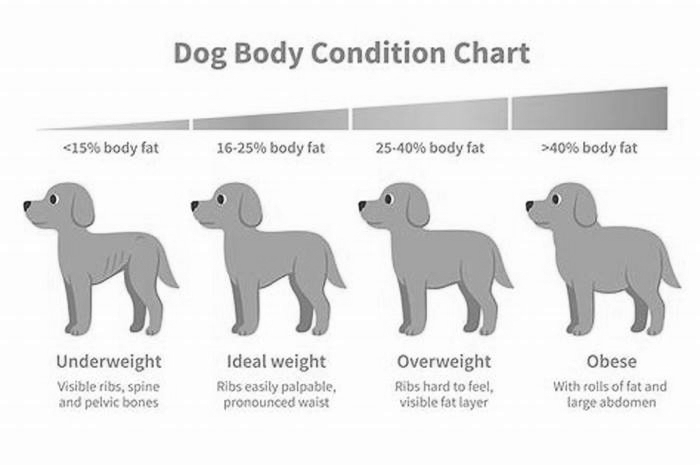 How do you tell if my dog is a little overweight?