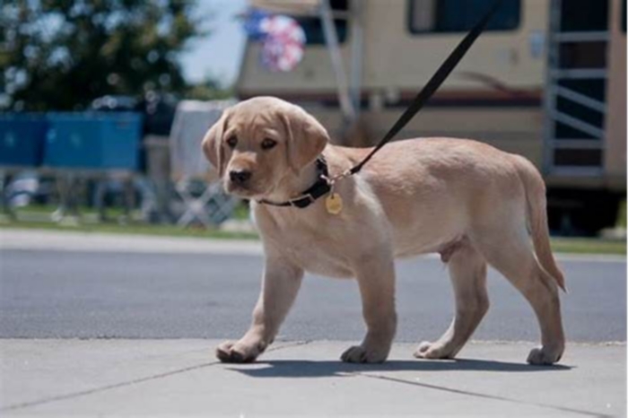 How far can I walk my 1 year old Labrador