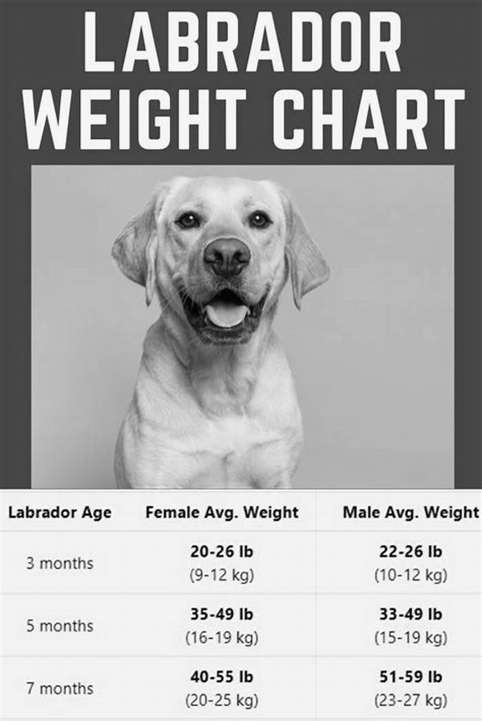 How fast can a labrador lose weight?