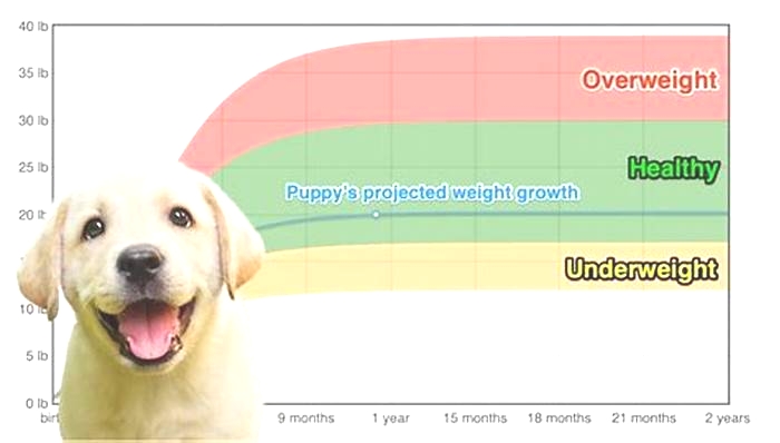 How heavy is a Labrador in KG