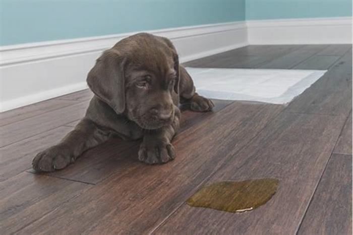 How long can Labradors hold their pee?