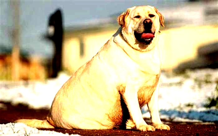 How long do fat Labradors live