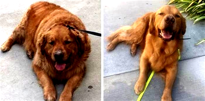 How long do obese golden retrievers live?