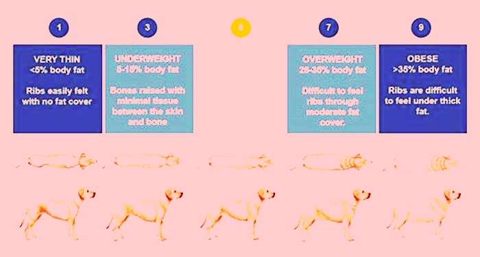 How long do overweight dogs live?