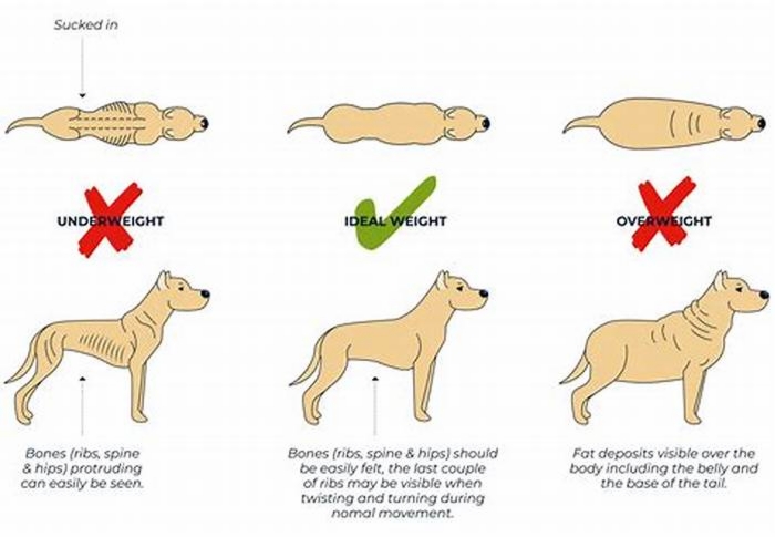 How long does it take an obese dog to lose weight