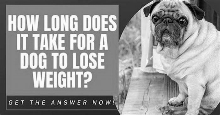 How long does it take for a dog to lose 5kg?