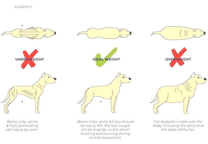 How long does it take for a dog to lose weight?